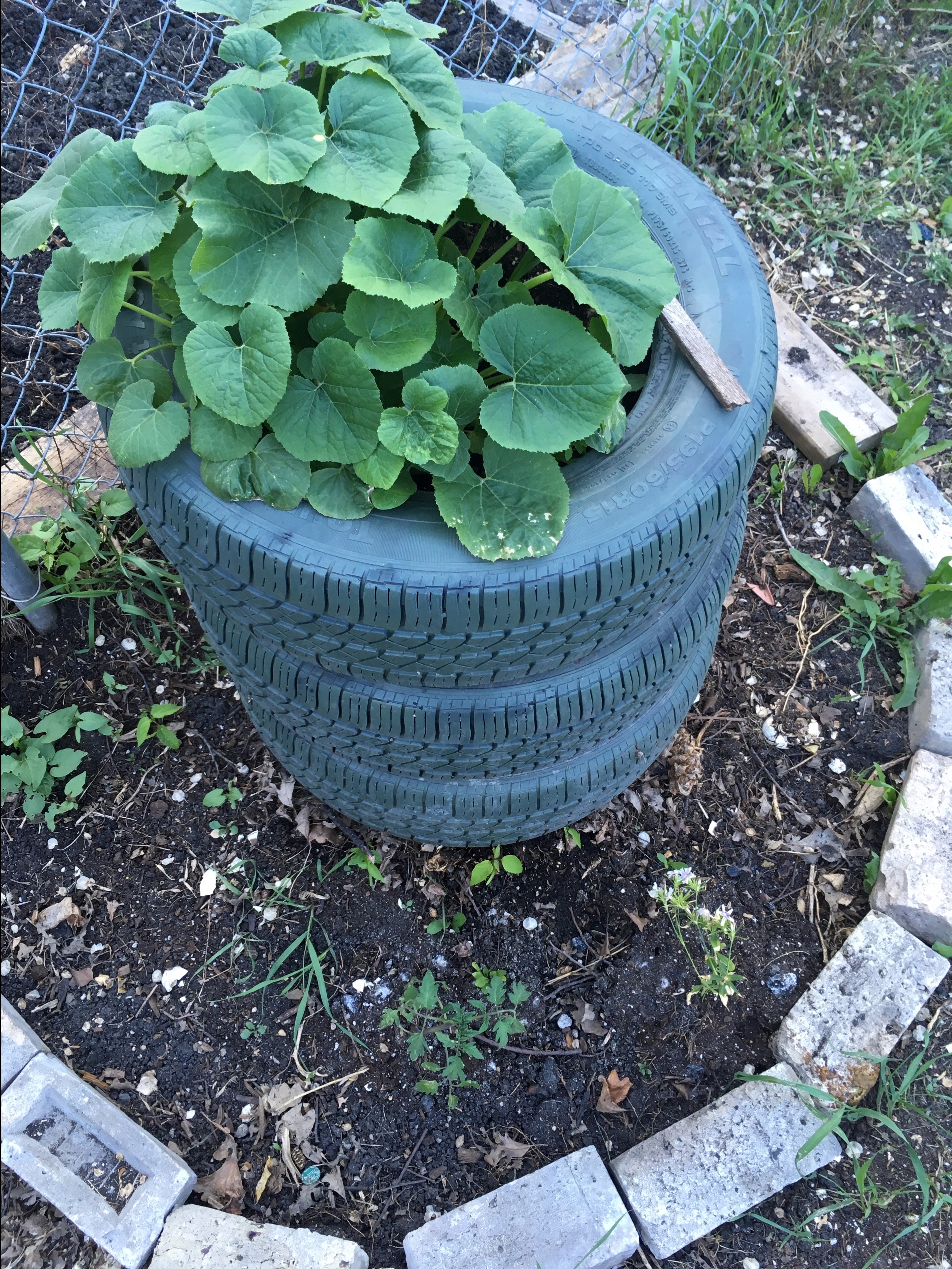 Squash are growing out of my old tires